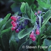 Comfrey