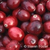 Cranberry